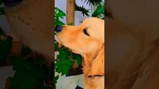 Buddy 🐶🥰doglover shortvideos [upl. by Enyamrahc]