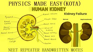 PART 2 BEST NEET BIOLOGY REPEATER NOTES STOLON BULBILS ROOT STOCK UTRICULARIA KIDNEY  5 [upl. by Donoghue]