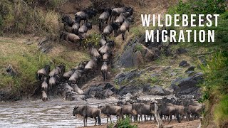 Wildebeest Migration [upl. by Alemahs]