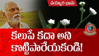 Natural Farming  Beneficial aspects of Parthenium hysterophorusవయ్యారిభామ ఉపయోగాలు [upl. by Wenoa]