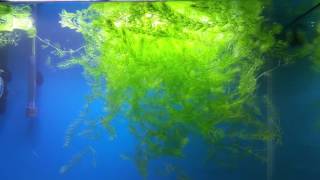 Foxtail Growing  Aquatic Plant  No CO2 Natural growth [upl. by Kissiah]