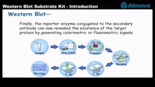 Western Blot Substrate Kit  Introduction [upl. by Audsley249]