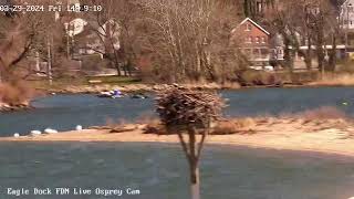 Eagle Dock Live Osprey Cam [upl. by Odelia]