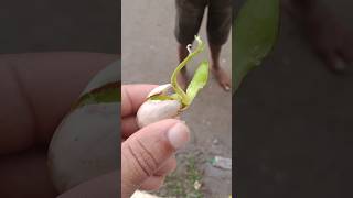 Jackfruit Tree propagation [upl. by Ambler]