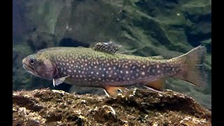 カワマス Brook trout Salvelinus fontinalis [upl. by Undine]