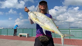 Bedok Jetty Many fish landed Up to 5kg Queenfish [upl. by Ellevart]