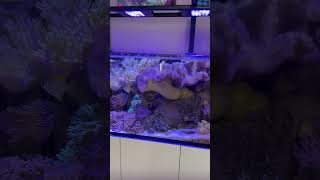 Meridian Budget Setup 6Foot Monster Tank Tutorial reeftank [upl. by Nossyla448]