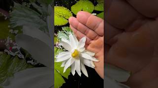 My water lily FINALLY BLOOMED [upl. by Barbaresi]