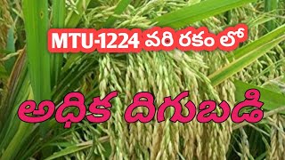 ఎమ్ టి యూ1224 నూతన వరి రకంMTU1224 new paddy veriety [upl. by Annodal352]