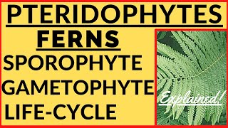 Pteridophytes Ferns  Life Cycle  Plant Kingdom  Economic Importance  Alternation of Generation [upl. by Woodson]