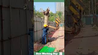 Best working day 2204 Workers dig up a tree with a crane [upl. by Aibar994]