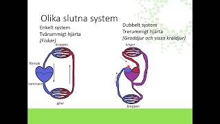 Cirkulation och transport [upl. by Lombardo]