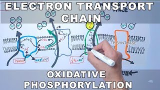 Electron Transport Chain and Oxidative Phosphorylation [upl. by Talie860]