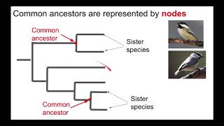 Understanding Phylogenetic Trees [upl. by Nylecsoj915]