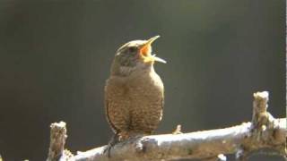 ミソサザイの鳴き声２ Singing Bird Winter Wren [upl. by Ina]