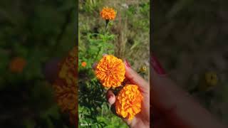 Flowers garden 🥰🏡 explore suport love like marigold subscribe [upl. by Fredrika981]