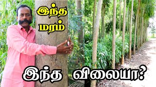 மரம் வளர்ப்பில் இவ்வளவு வருமானமா  Commercial tree plantations  Eco Forest [upl. by Hsekin563]