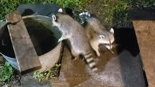 Raccoon quotMamaquot amp Three Babies OUCH Dont Bite My Fingers [upl. by Knepper]