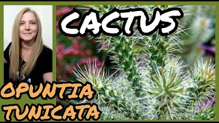 CACTUS OPUNTIA TUNICATA Cylindropuntia tunicata001VeronicaCampaniniPlantas [upl. by Iror]