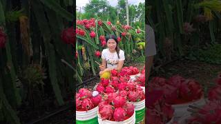 Wanna try these yummy dragon fruit fruits 🍊🍓🍉🍎🥭shorts nature fruit [upl. by Rosemare885]