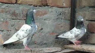 pigeonkabooterpigeonloverbestTadigoldenkarasspayerhighiflyerfunnypigeonsubscriblikeshare [upl. by Kila]