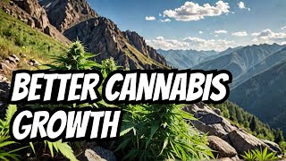 Cannabis Grows Better in Mountains Than You Think [upl. by Yauq477]