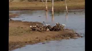 Impala Attacked and Killed by Wild Dogs  Madikwe SA MOTION STABILIZED VERSION 2292012 [upl. by Zetrom143]