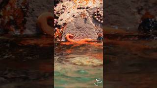 Spotting starfishes in Ballestas Islands Paracas Peru travel vlog ytshorts [upl. by Chucho933]