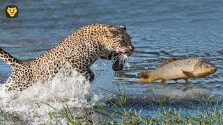 10 cosas que NO sabías de los leopardos [upl. by Yendys]