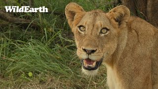 WildEarth  Sunrise Safari  Repeat  10 April 2024 [upl. by Cila]