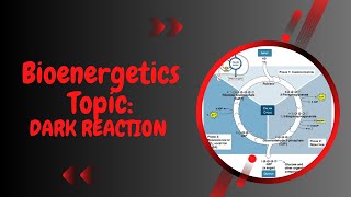 Dark Reaction l Calvin Benson Cycle l C3 cycle l XI biology l Bioenergetics [upl. by Gamin378]