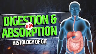 5 Histology of GIT  Salivary glands Digestion and Absorption Digestive System  NEET  Class 11 [upl. by Rodoeht]