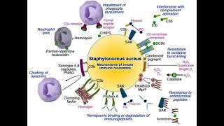 Virulence factors of S aureus staphylococcus staphinfection microbiology bacteriology [upl. by Rakel130]