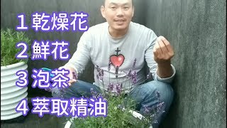 【薰衣草】居家採收與乾燥 Harvest of Lavender [upl. by Lamej]