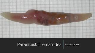 Trematode Life Cycle [upl. by Refinneg]