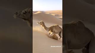 Allahu Allah moruvumi arabic islamicvideo viralvideo surah rupasstyle mokka madinamadina [upl. by Filemon304]