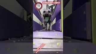 apbt borderlands pitbull gamedog puppy doglover borderlandkennels [upl. by Bala912]