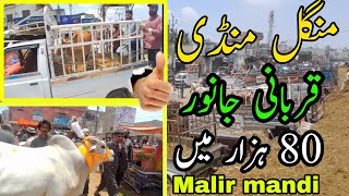 Mangal Malir Mandi cow New Rates Update  janwar Ki Qeemat kam hogai Cow Mandi 2024 [upl. by Llecram234]