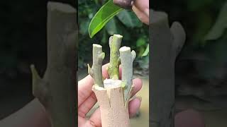 Plant grafting and tree care techniques 2827 [upl. by Hughes522]