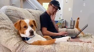 Funniest Dogs and Human Video 2023 [upl. by Olwen]