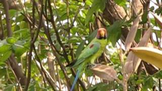 Plum headed parakeets  Psittacula Cyanocephala  at Chacha Nehru Park Masab tank Hyderabad [upl. by Wilcox]