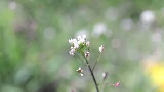 SHEPHERDS PURSE Capsella bursapastoris [upl. by Honey]