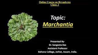 Marchantia [upl. by Noloc]