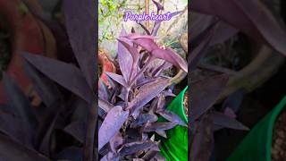 Is purple heart a lucky plant indoor plant permanent plants gardening youtubeshorts shorts [upl. by Annuhsal]