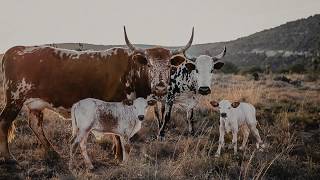 The Sacred Herd  quot NGUNI PORTRAIT SERIES quot by Celize Czichon [upl. by Freed]