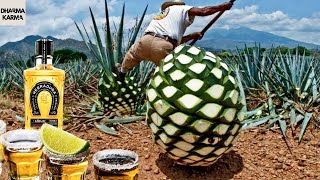 Tequila amp Mezcal 101 Inside the Agave Distillation Process  HOW TEQUILA IS MADE [upl. by Hada678]