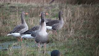 Pink footed Goose Kleine rietgans Munnikenpolder The Netherlands Luuk Punt 240210 0 [upl. by Ahtnammas]