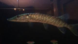 Feeding PREDATORY Native Fish in my Aquarium [upl. by Jeff]