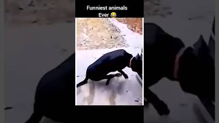 Funniest animals ever 😂🤣 [upl. by Yrreg]