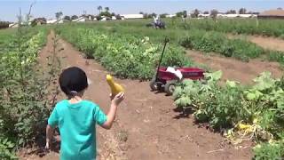 FARM DAY Picking Vegetables KIDS FAMILY SUMMER FUN Produce Stand GIANT SQUASH HUGE [upl. by Ruelle165]